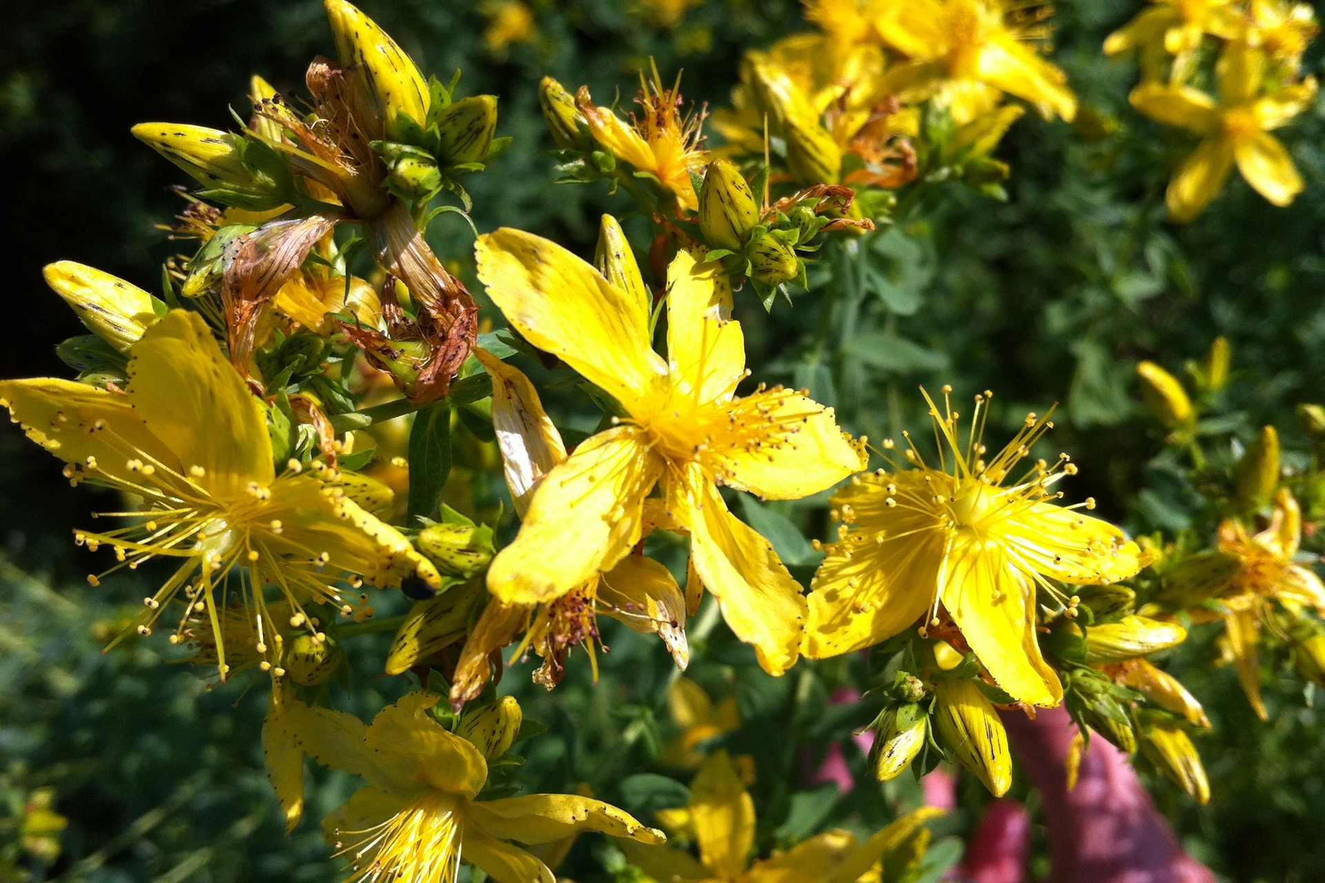 Foto - Hypericum perforatum-1920